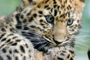 new-leopard-cub-131103994-2000-d85990e498a64ed08d0d24450ca2dd54 1