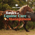 Basics of Equine Care & Management