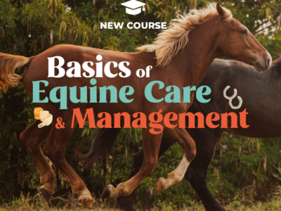 Basics of Equine Care & Management