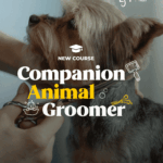 Companion Animal Groomer