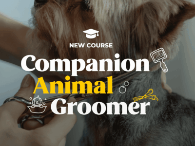 Companion Animal Groomer
